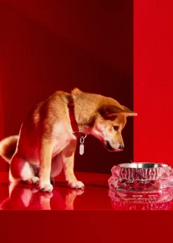 BaccaratLouxor Crystal Pet Bowl, Large