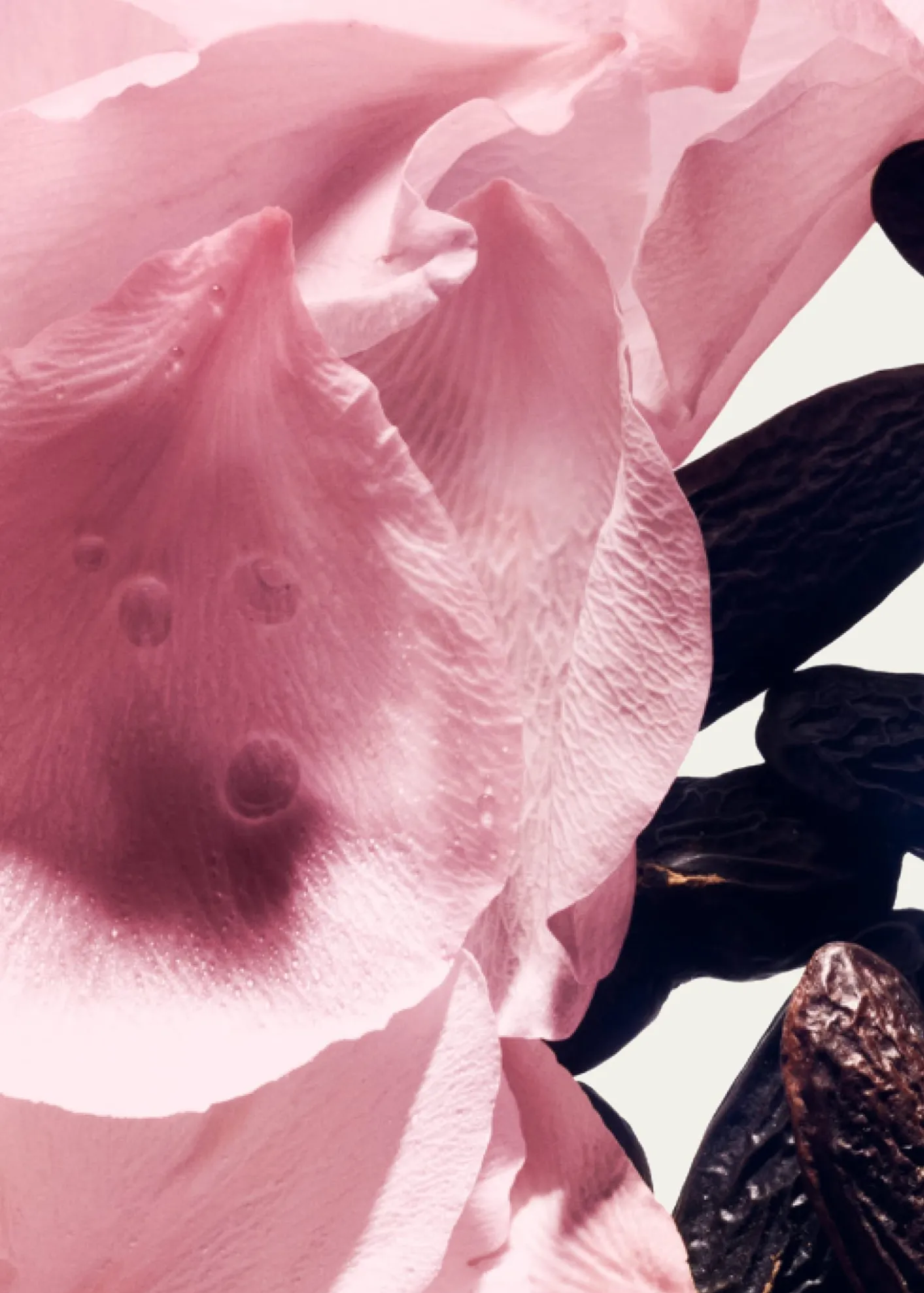 Balmain BeautyRose De Soie Eau de Parfum