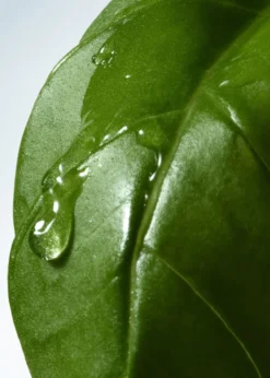 Dries Van NotenBasil & Hinoki Liquid Soap, 12.2 oz.