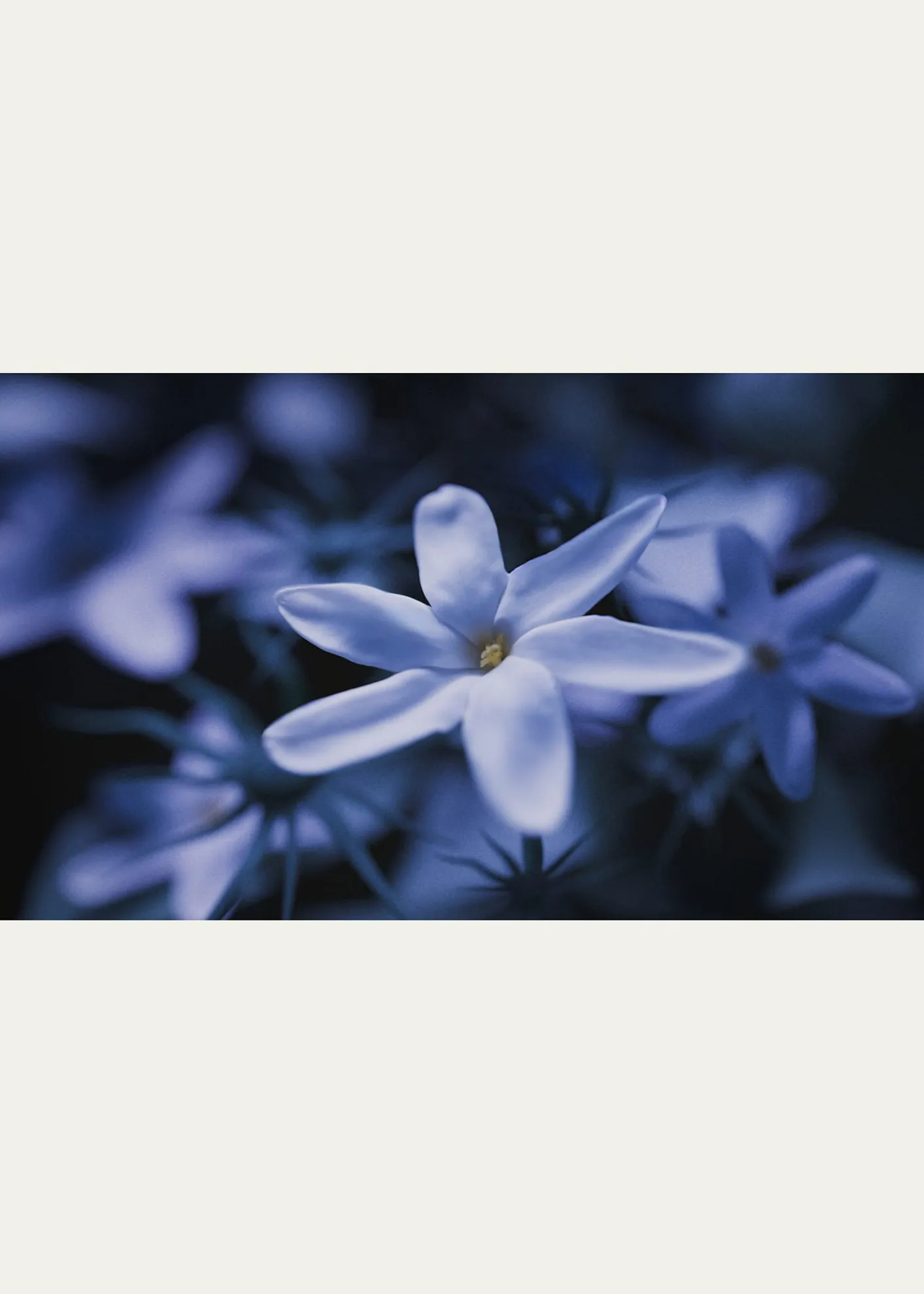 Ex NihiloBlue Talisman Extrait de Parfum, 3.4 oz.