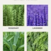 NEST New YorkCedar Leaf & Lavender Liquid Soap, 10 oz.