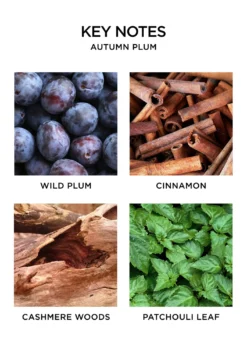 NEST New York8.1 oz. Autumn Plum Classic Candle