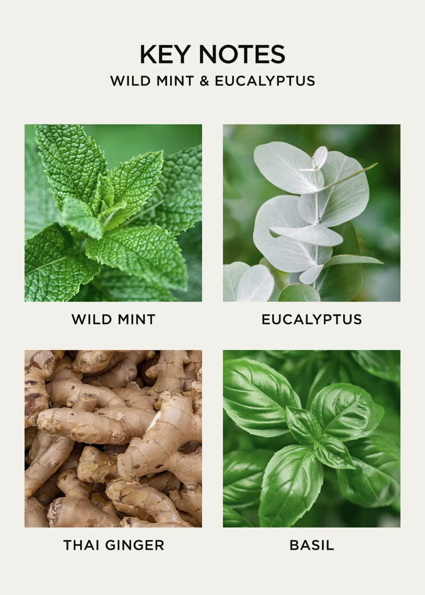 NEST New York10.1 oz. Wild Mint & Eucalyptus Liquid Soap