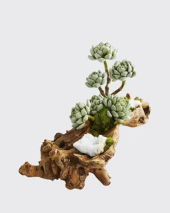 T&C Floral CompanyBaby Log Filled with Sedum