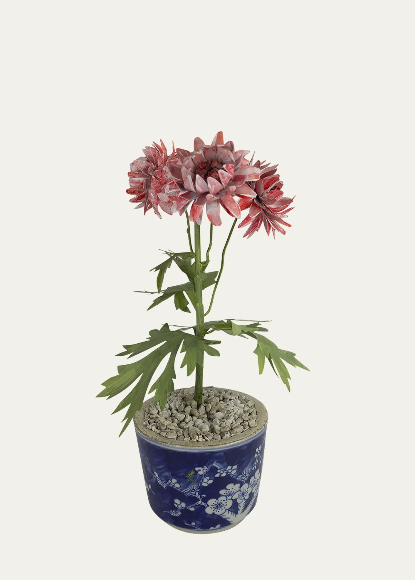 Tommy MitchellCrysanthemum November Birth Flower in Ceramic Pot