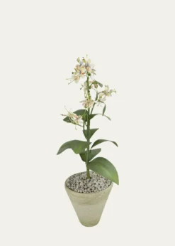 Tommy MitchellHoneysuckle June Birth Flower in White Terracotta Pot