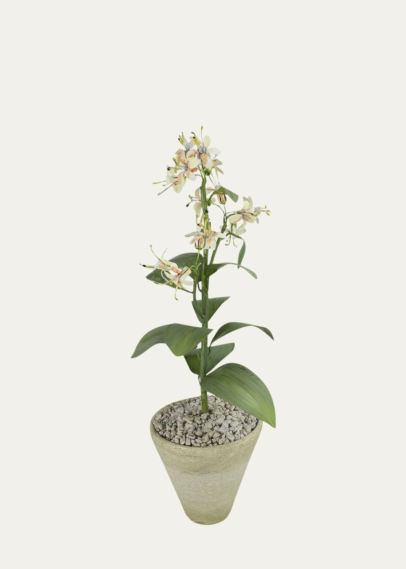 Tommy MitchellHoneysuckle June Birth Flower in White Terracotta Pot