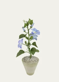 Tommy MitchellMorning Glory September Birth Flower in White Terracotta Pot