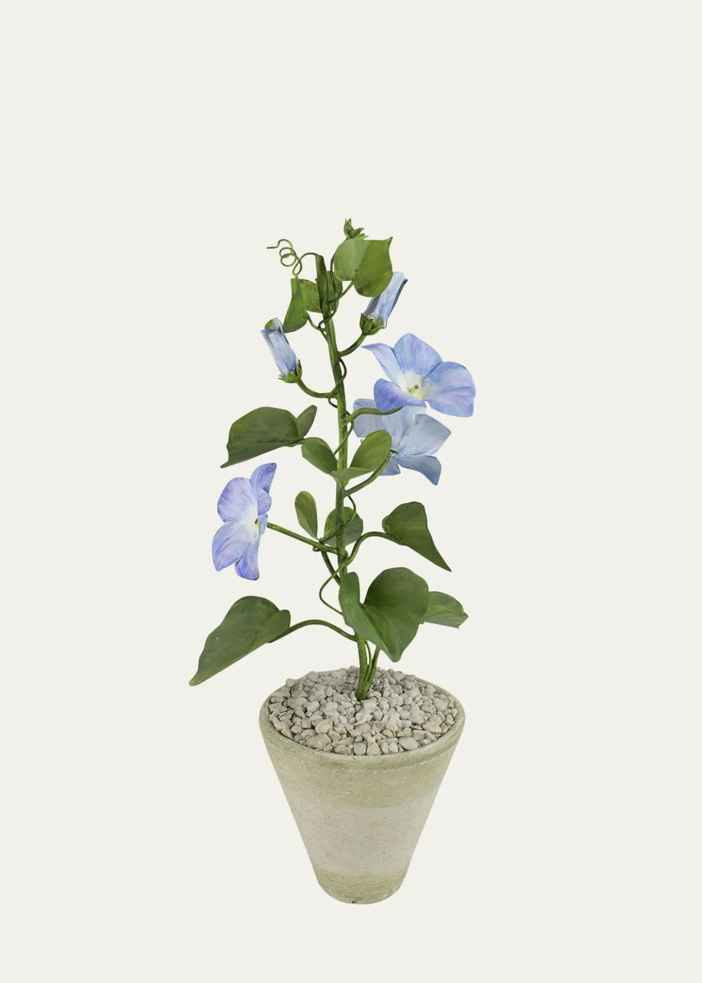 Tommy MitchellMorning Glory September Birth Flower in White Terracotta Pot