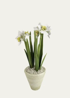 Tommy MitchellNarcissus December Birth Flower in White Terracotta Pot
